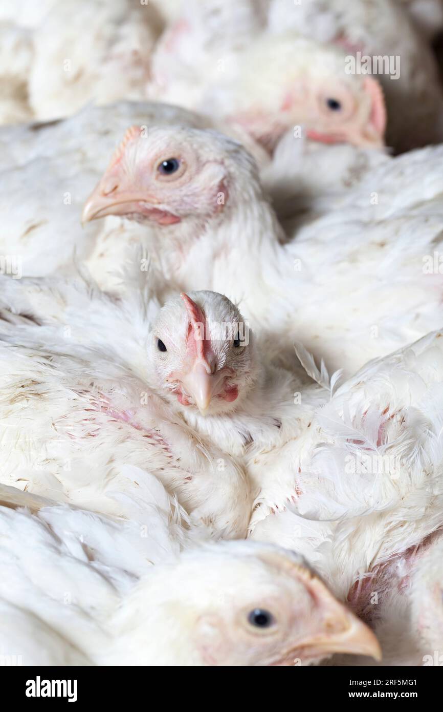 chicks of white broiler chicken at a poultry farm, raised to generate