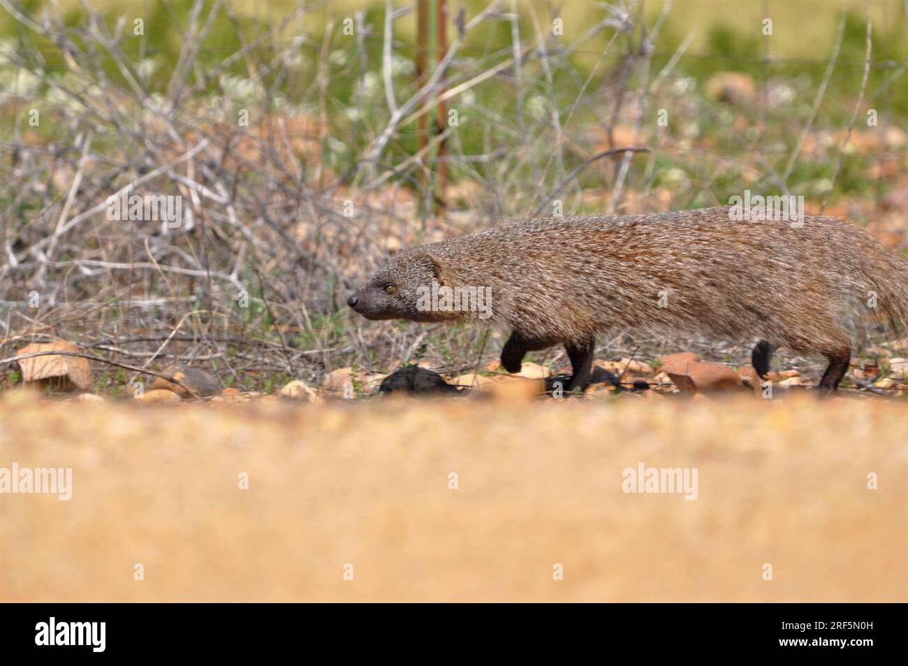 Rat egyptian hires stock photography and images Alamy