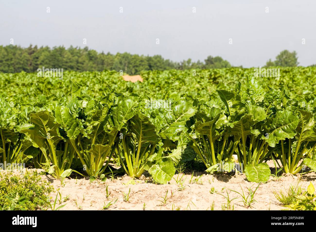 sugar beet in the agricultural field, agriculture as a type of activity