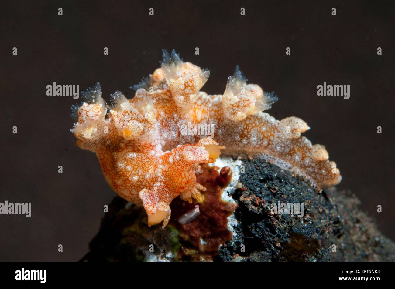 Starry Bornella Nudibranch, Bornella stelifer, Scuba Seraya Beach ...