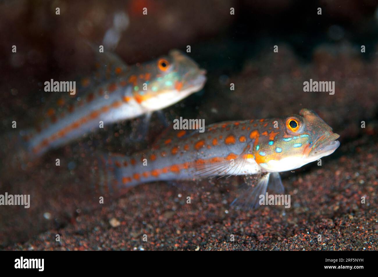 Orange-dashed Goby, Valenciennea puellaris, Seraya Beach Resort house reef, Karangasem, Bali, Indonesia Stock Photo