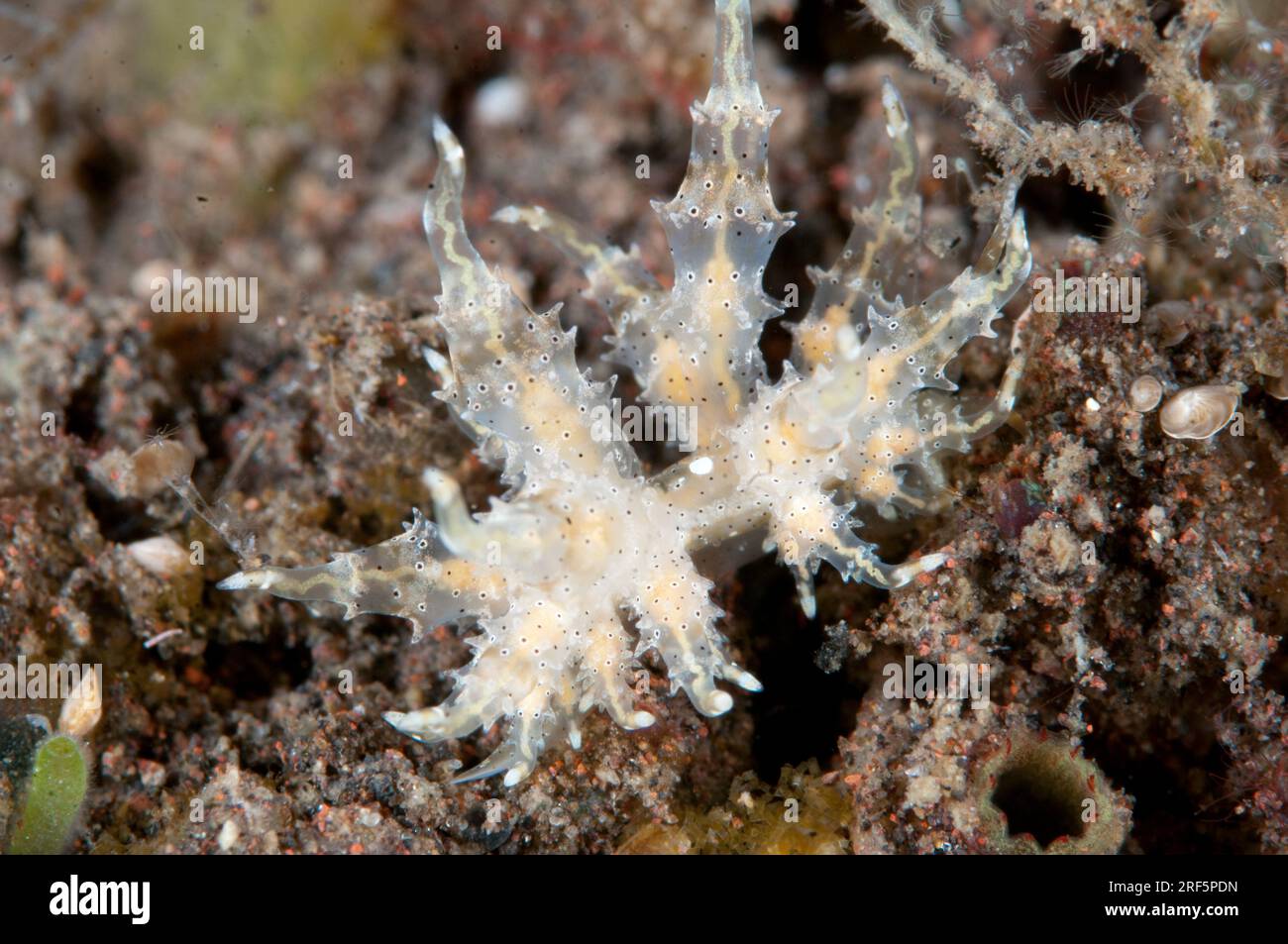 Eubranchus Nudibranch, Eubranchus virginalis, showing narrow digestive glands, night dive, Scuba Seraya Beach Resort house reef, Karangasem, Bali, Ind Stock Photo