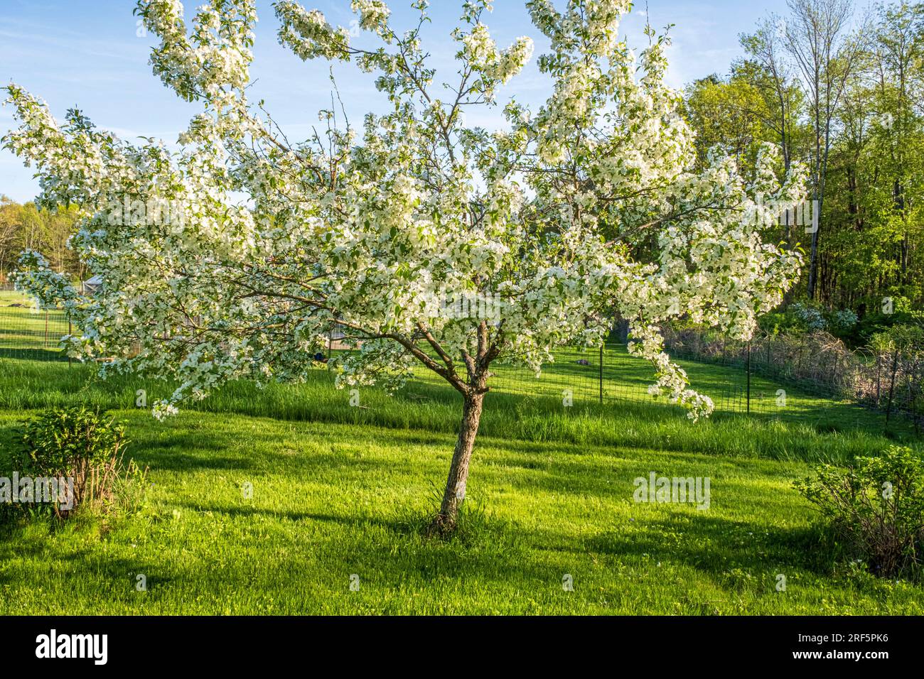 A crab apple tree flowering in the spring in Massachusetts Stock Photo