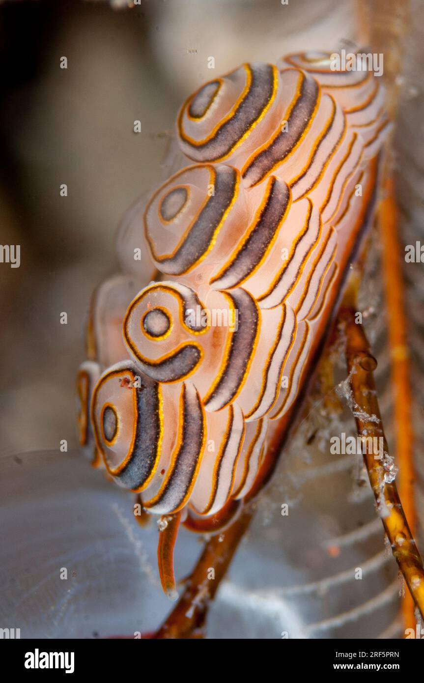 Donut Doto Nudibranch, Doto sp, on Hydroid, Hydrozoa Class, Melasti dive site, Seraya, Bali, Indonesia Stock Photo