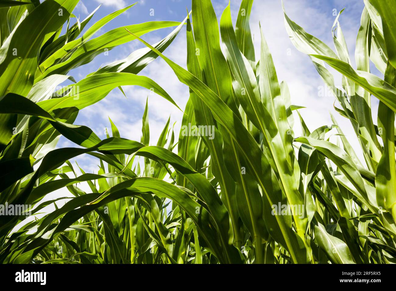 agricultural activity related to the cultivation of sweet corn, farming