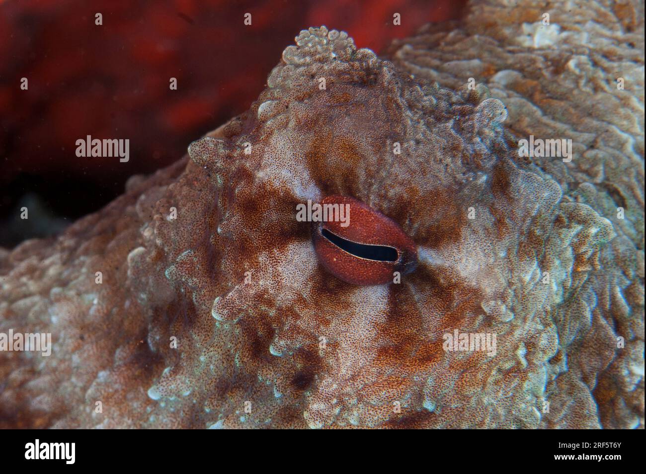 Day Octopus, Octopus cynae, night dive, Seraya Beach Resort house reef