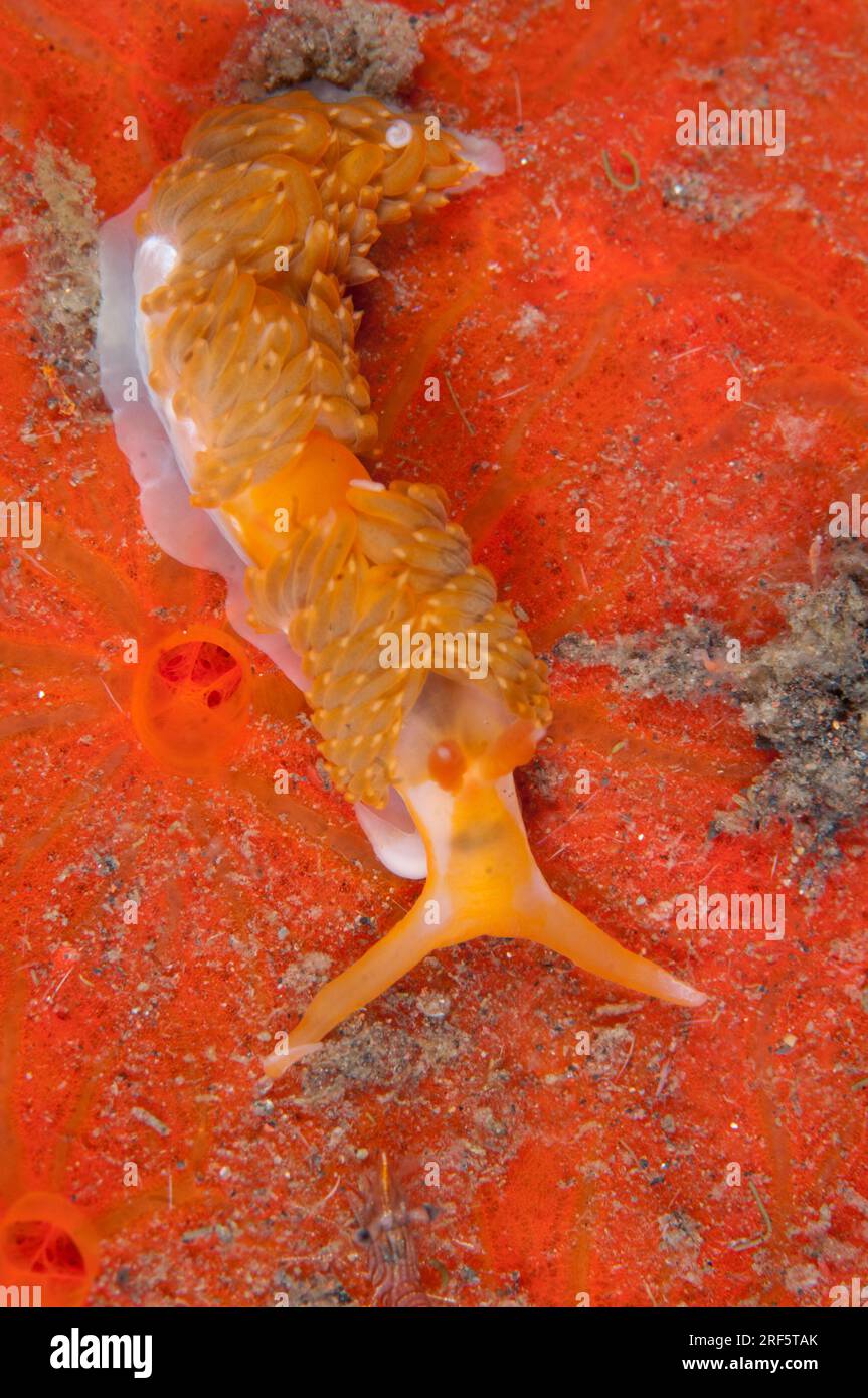 Brock's Moridilla Nudibranch (Moridilla brockii) against orange sponge, Porfiera Phylum,  Scuba Seraya House Reef dive site, Seraya, Karangasem, Bali, Stock Photo