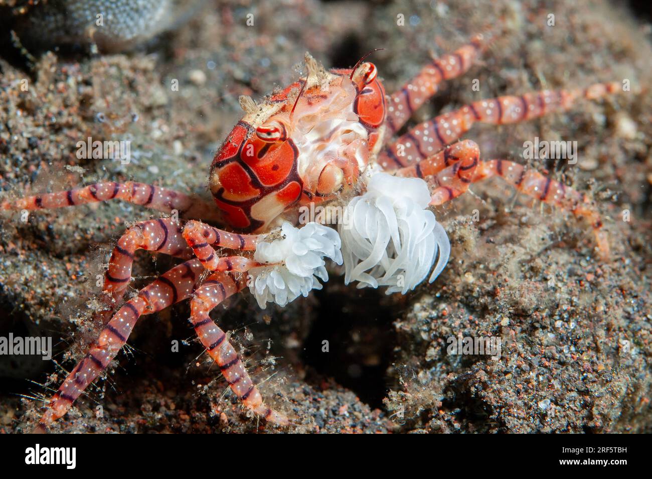Pom-pom Crab, Lybia tesselata, with eggs holding Anemones, Triactis producta, in modified chelae for protection, Scuba Seraya House Reef dive site Stock Photo