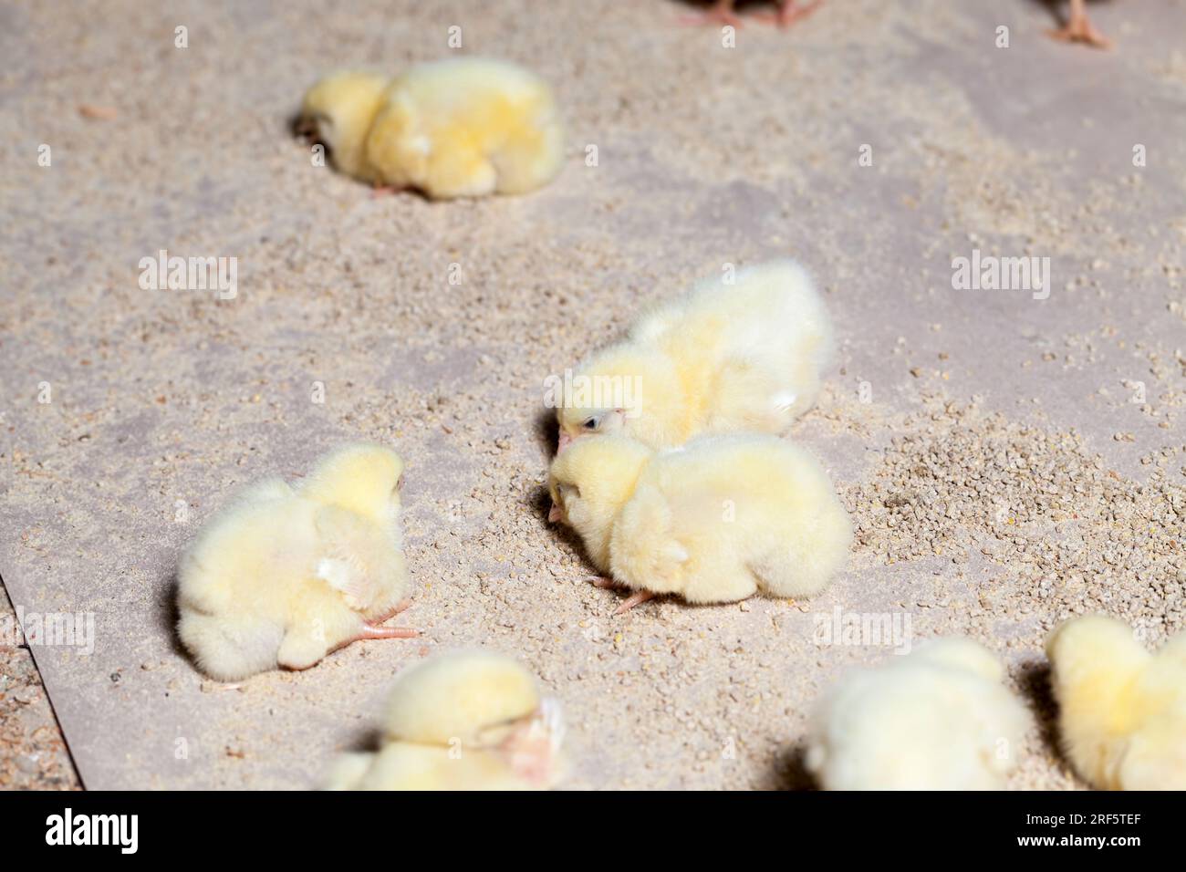 Broilers cage hires stock photography and images Alamy