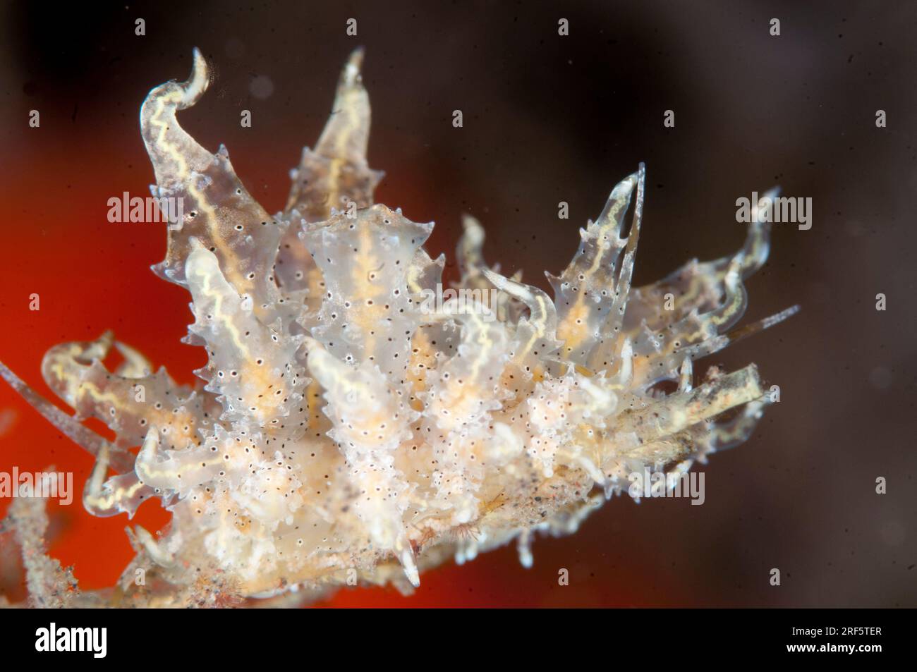Eubranchus Nudibranch, Eubranchus virginalis, showing narrow digestive glands, night dive, Scuba Seraya Beach Resort house reef, Karangasem, Bali, Ind Stock Photo