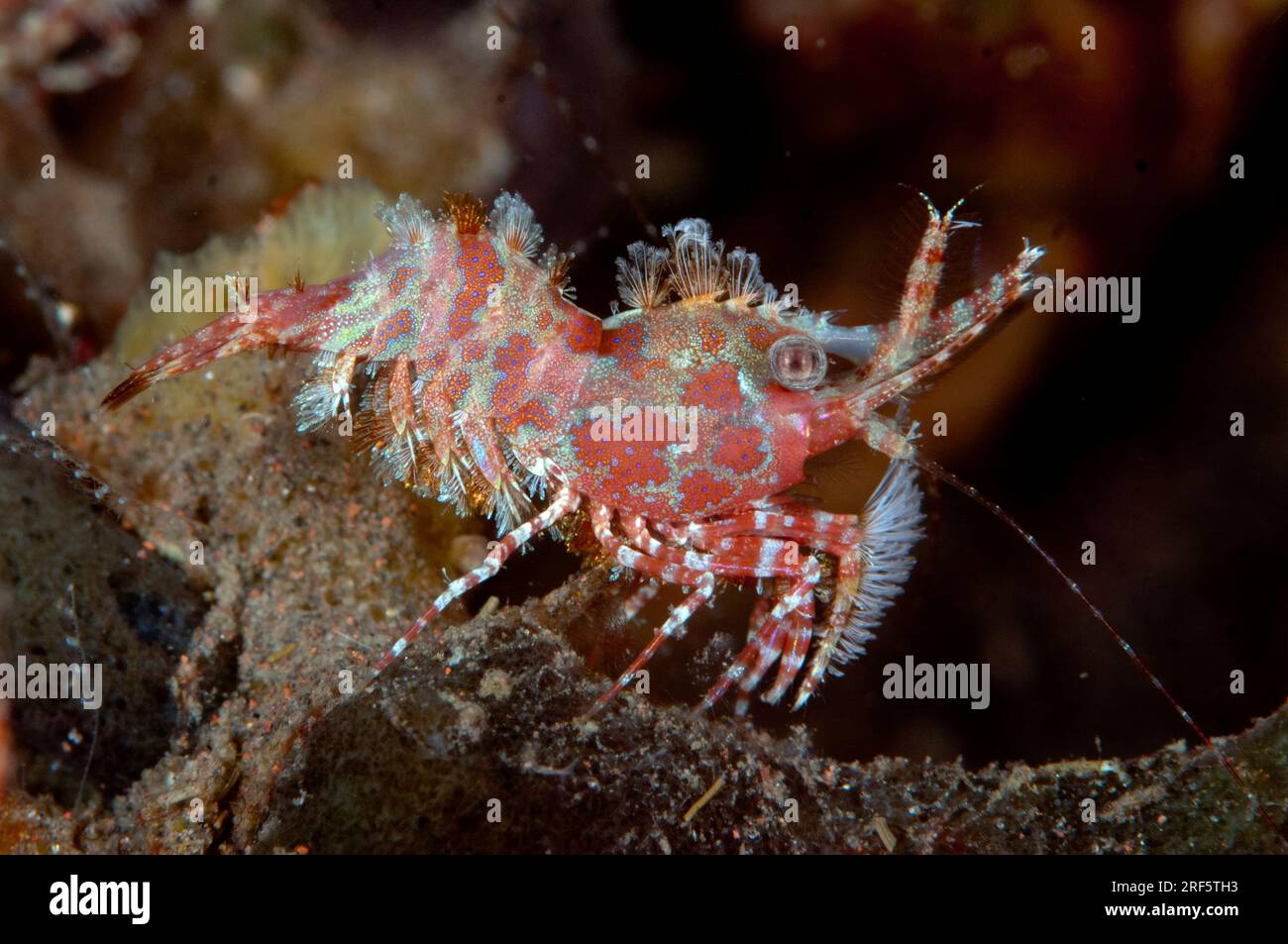 Marbled Shrimp, Saron sp, night dive, Scuba Seraya Beach Resort house reef, Karangasem, Bali, Indonesia Stock Photo