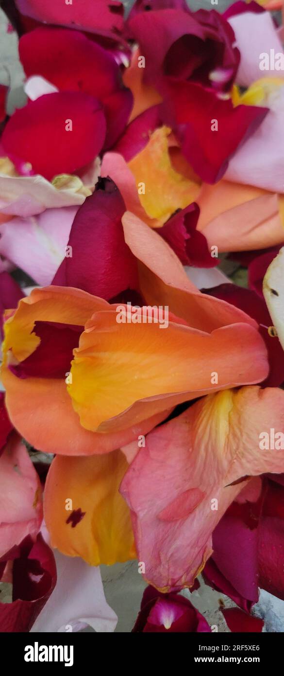 Rose no petals hi-res stock photography and images - Alamy