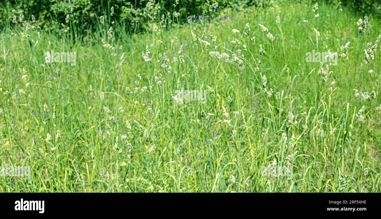 Green grass growing meadow in hi-res stock photography and images - Alamy