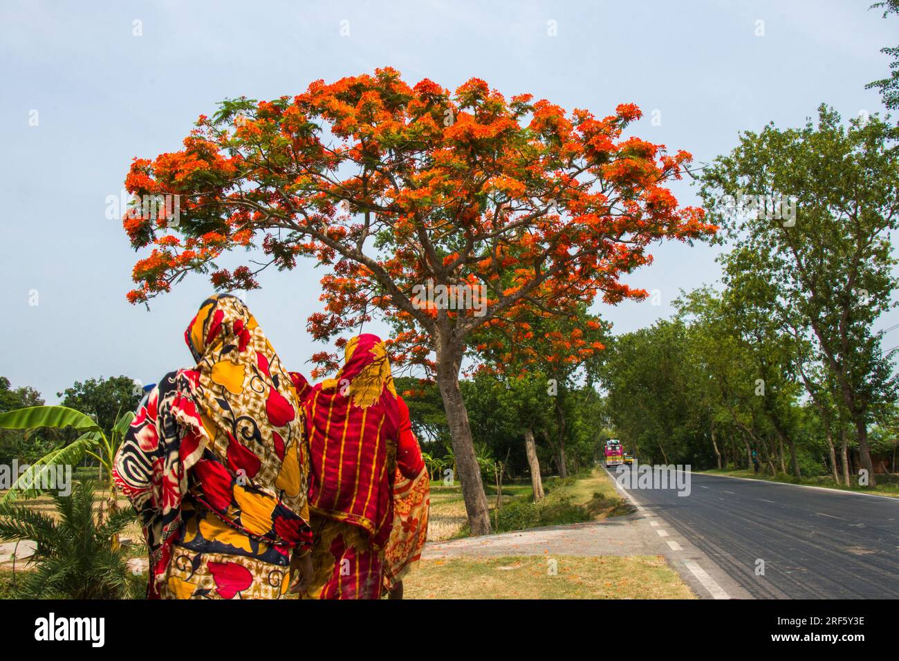 Two women in similar colorful cloth, walking towards a royal poinciana tree Stock Photo
