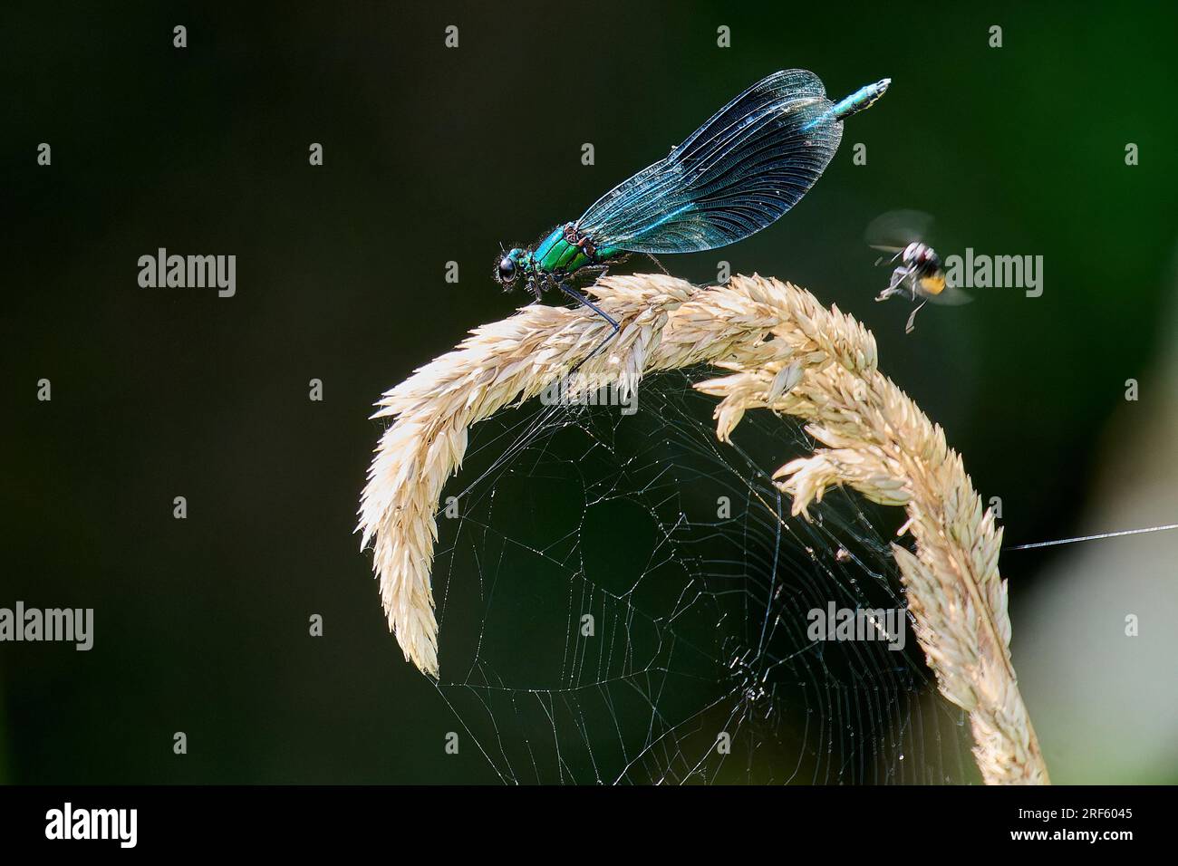 Banded Demoiselle on a grass-seed head Stock Photo