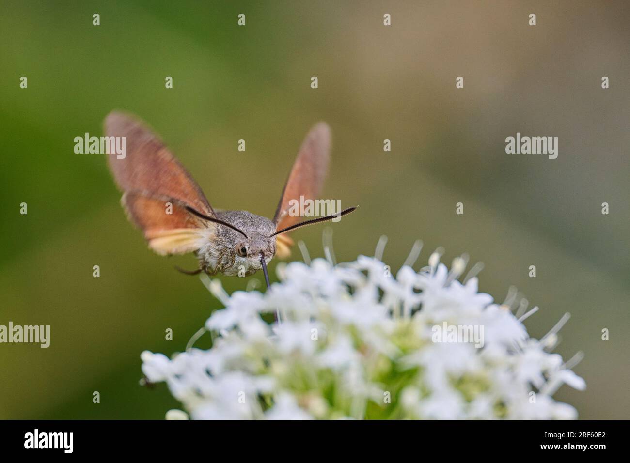 https://c8.alamy.com/comp/2RF60E2/hummingbird-hawkmoth-in-flight-feeding-2RF60E2.jpg