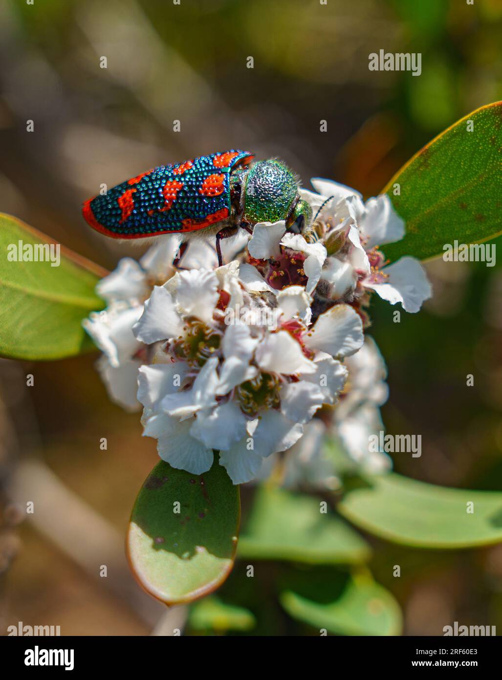 Stigmodera hi-res stock photography and images - Alamy