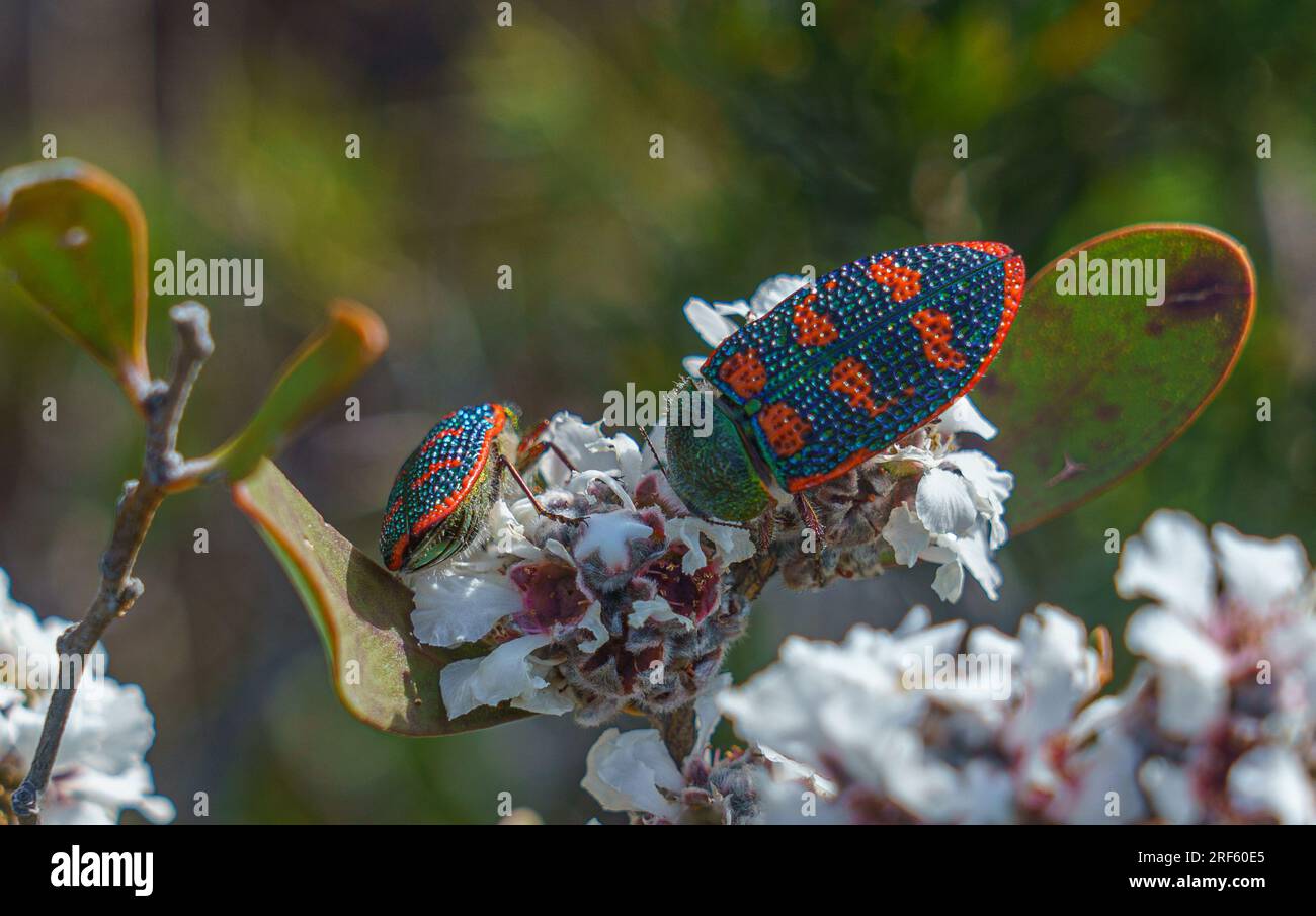 Stigmodera roei hi-res stock photography and images - Alamy