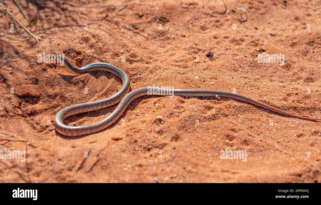 Western Pygmy Mulga Snake (Pseudechis weigeli), Burrup Peninsula, Dampier Peninsula, WA Stock Photo