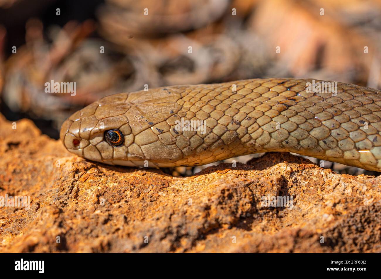 Mulga / King Brown Snake (Pseudechis australis), Shothole Canyon, Cape Range NP., Exmouth, Pilbra, WA Stock Photo