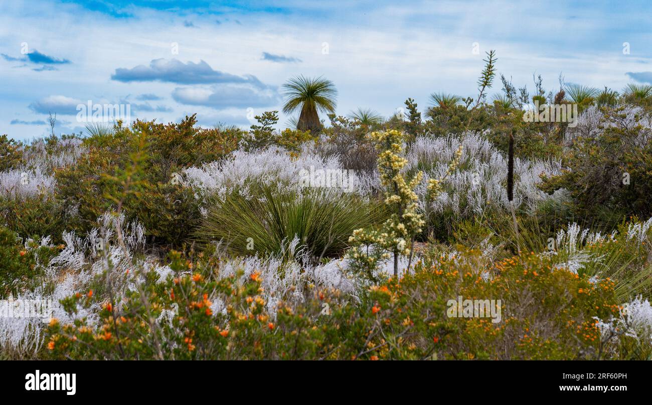 Common smokebush (Conospermum stoechadis) predominating in this array ...