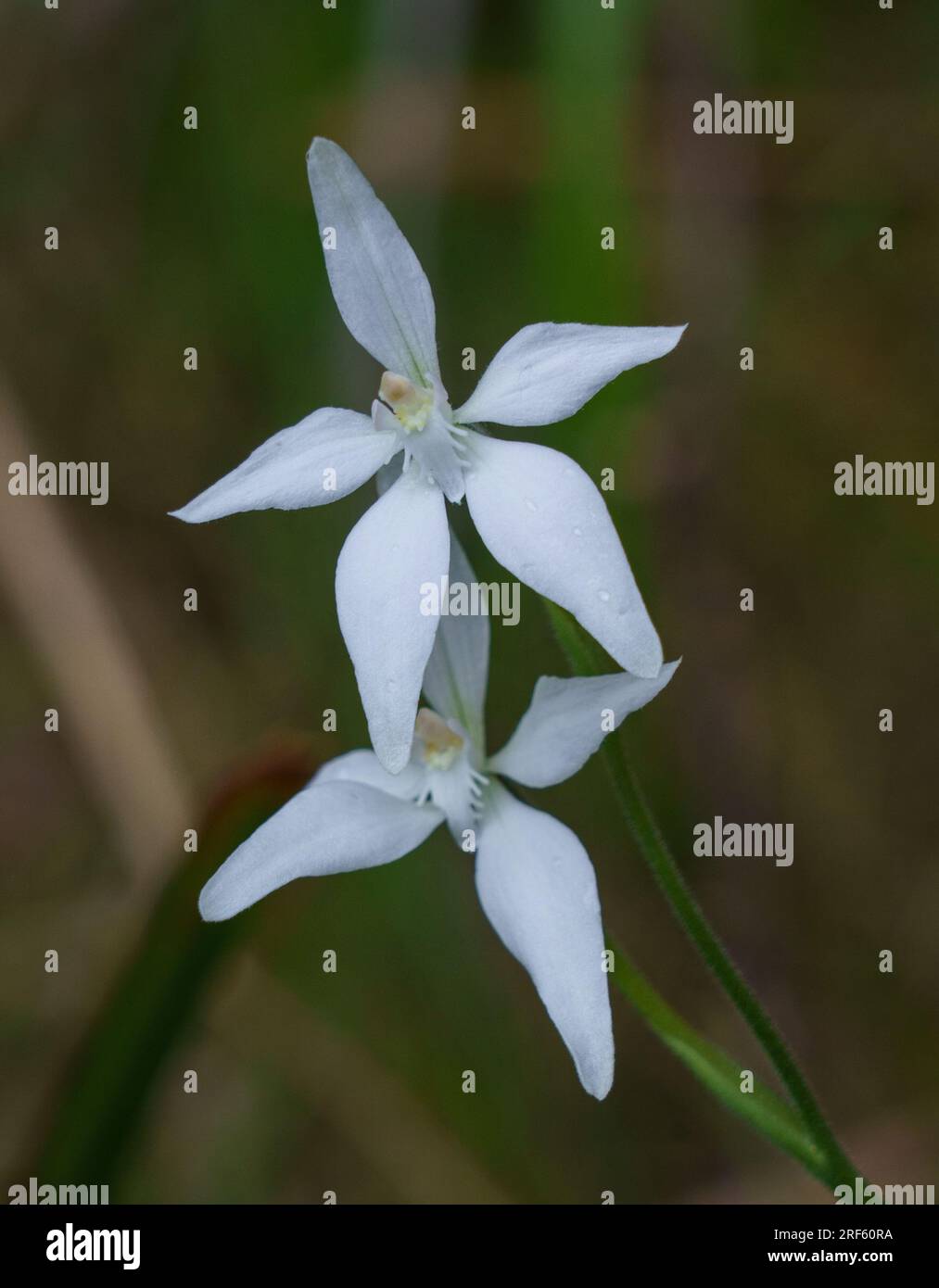 Walpole spider orchid hi-res stock photography and images - Alamy