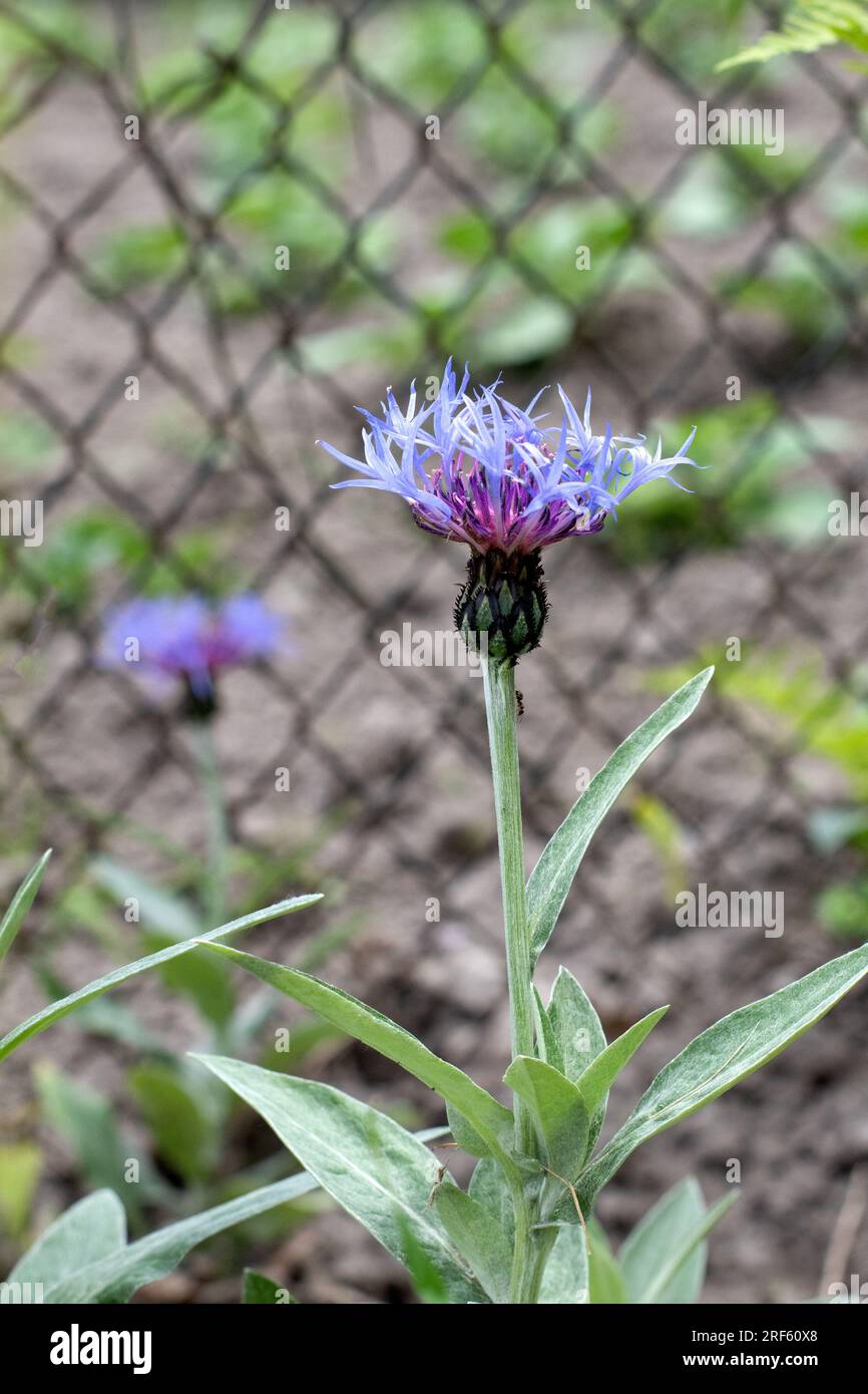 Purple flower head of spotted knapweed plant, Centaurea stoebe in garden Stock Photo