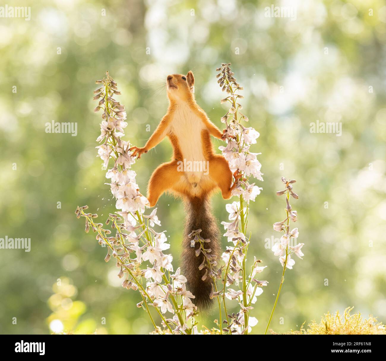 Red squirrel is standing between Delphinium flowers Stock Photo