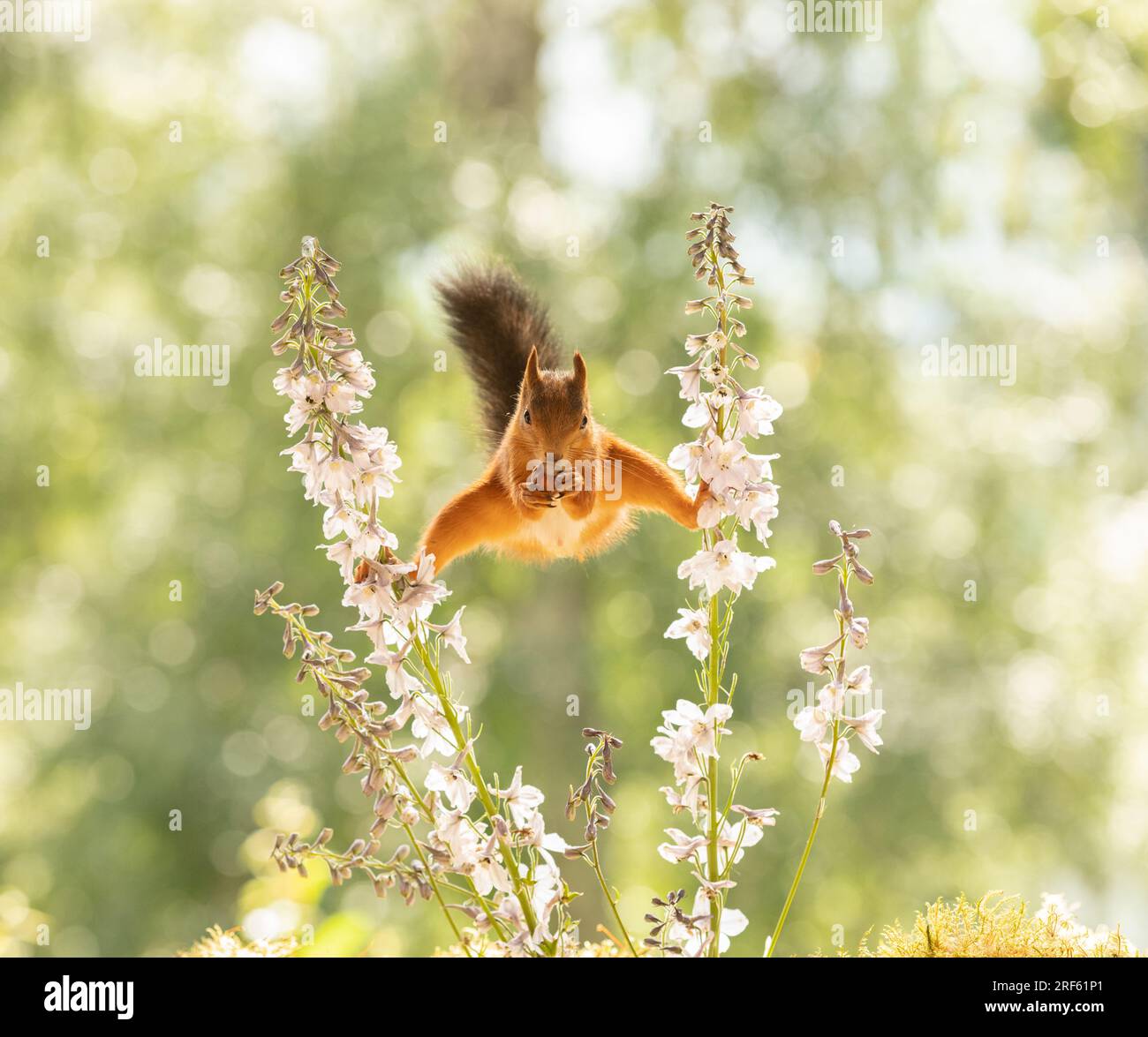 Red squirrel is standing between Delphinium flowers Stock Photo