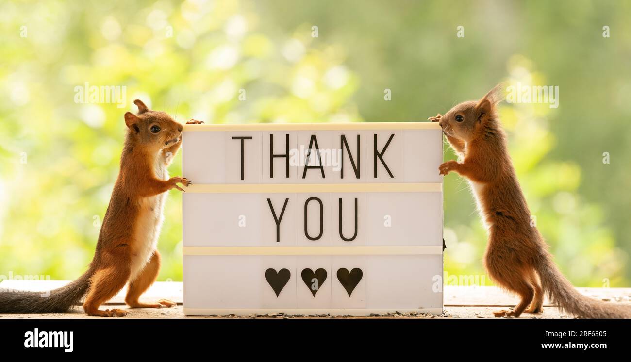 red squirrels are standing with sign with the words thank you Stock