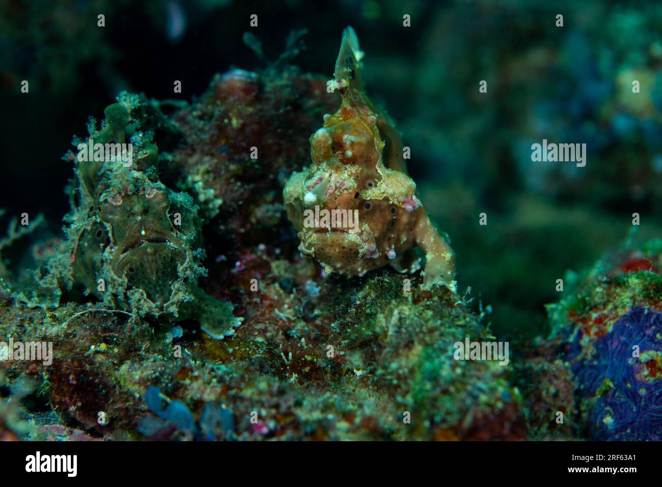 Two Frogfish sat on coral reef looking at camera Stock Photo