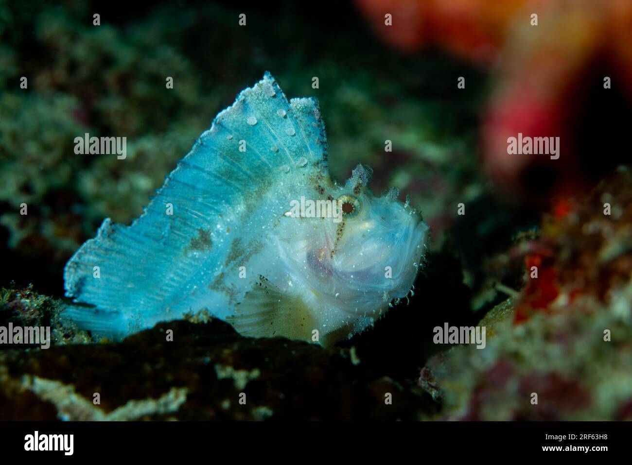 Leaffish sat on coral reef Stock Photo