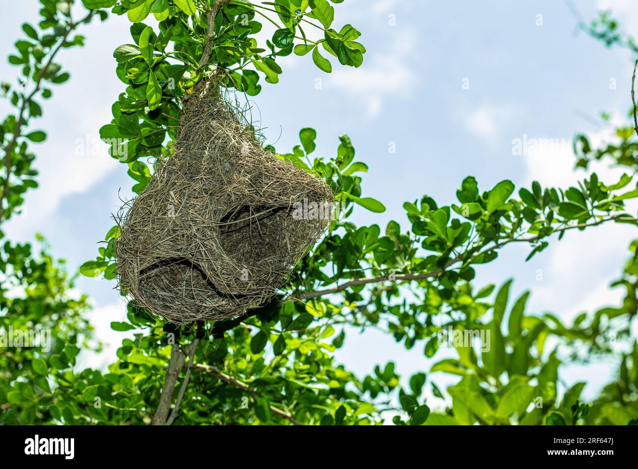 Weaver birds make their nests with various materials, depending on