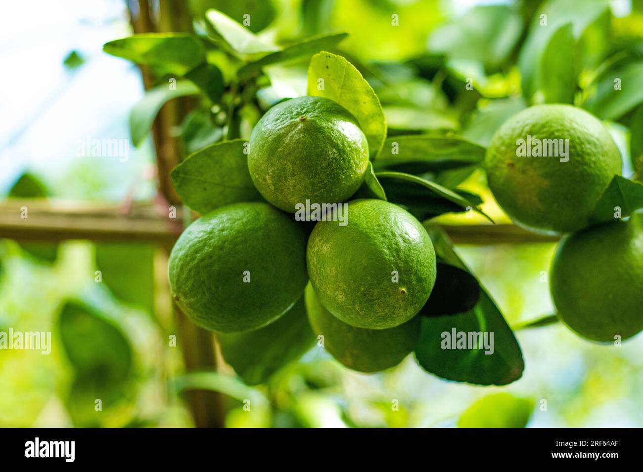 Citric acid hires stock photography and images Alamy