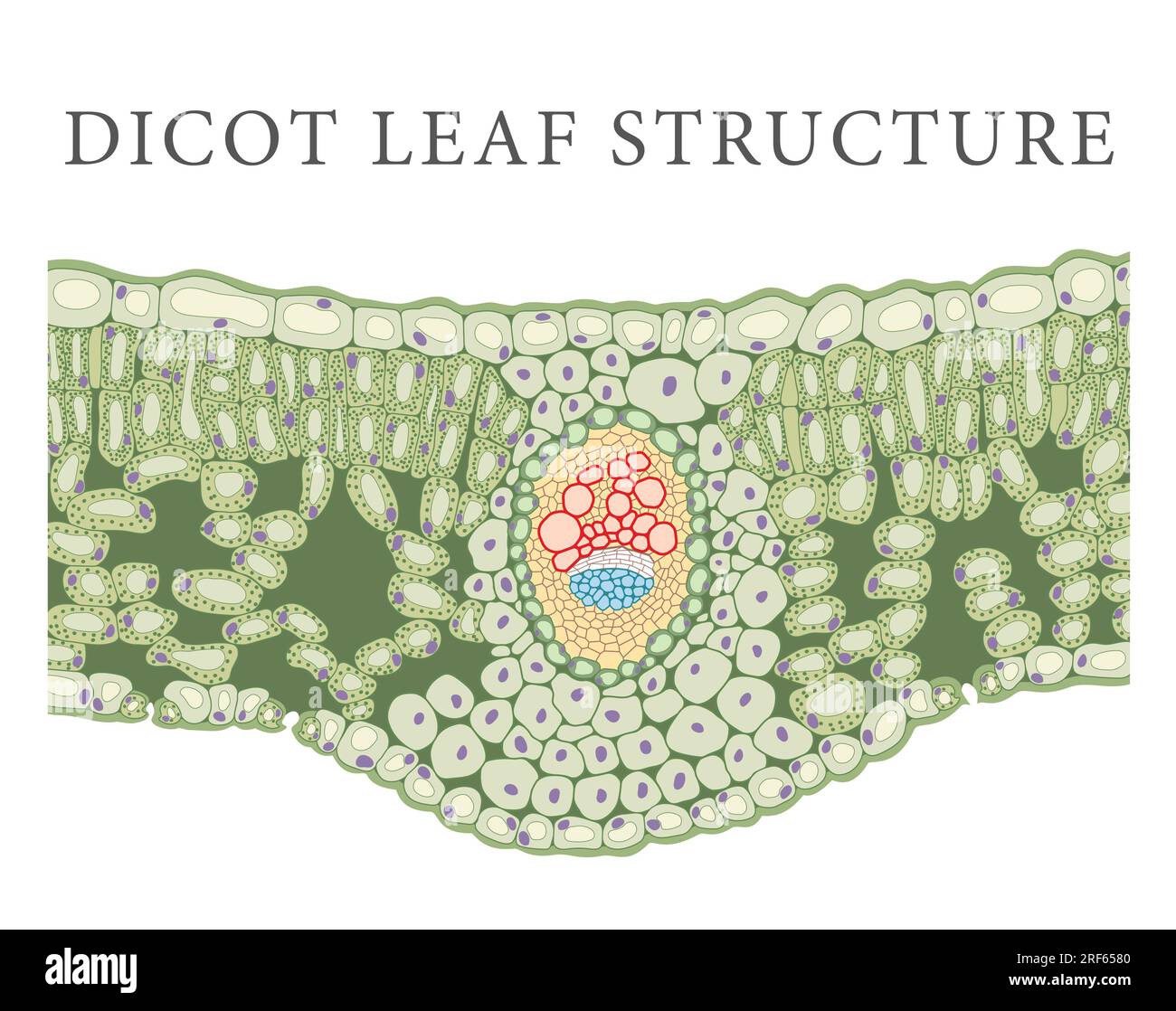Internal Structure of dicot leaf Stock Photo
