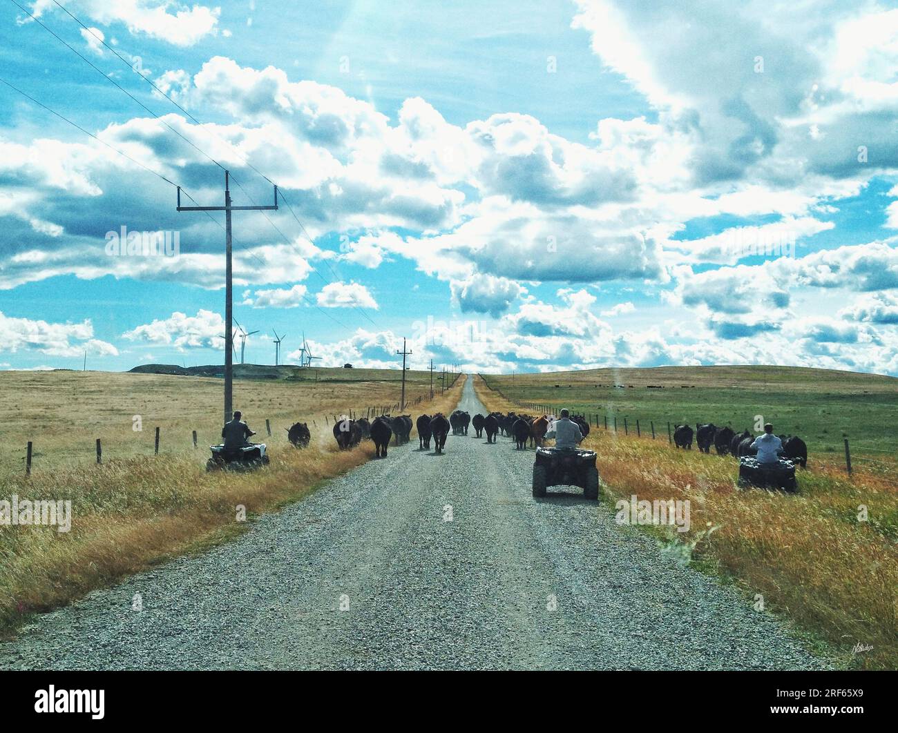 View from a passengers perspective looking through the car windshield overlooking the cowboy herder herding cattle while riding an ATV near Lundbreck, Stock Photo