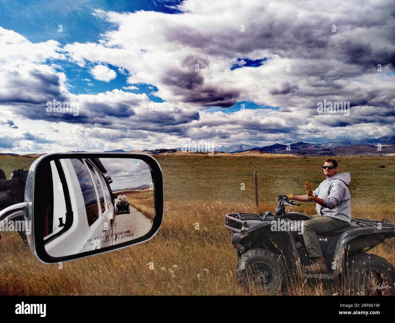 View from a moving vehicle with a side view mirror overlooking a cowboy herder herding cattle while riding an ATV in the foothills of the Canadian Roc Stock Photo