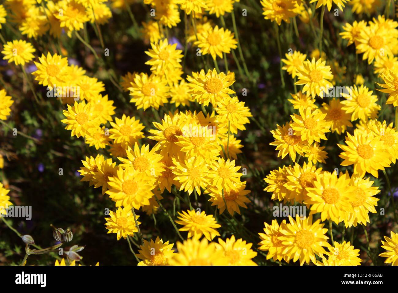 Yellow wildflowers Stock Photo