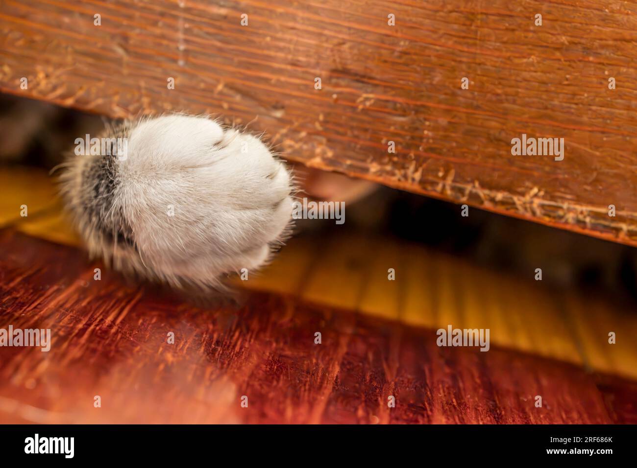 A playful cat, playing under the door showing paw and claw Stock Photo