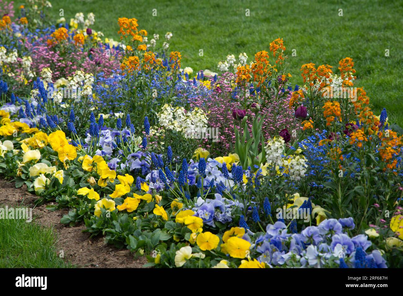 Beautiful and fragrant spring bedding scheme including tulips, muscari, pansies and hyacinths in Helsinki, Finland May Stock Photo
