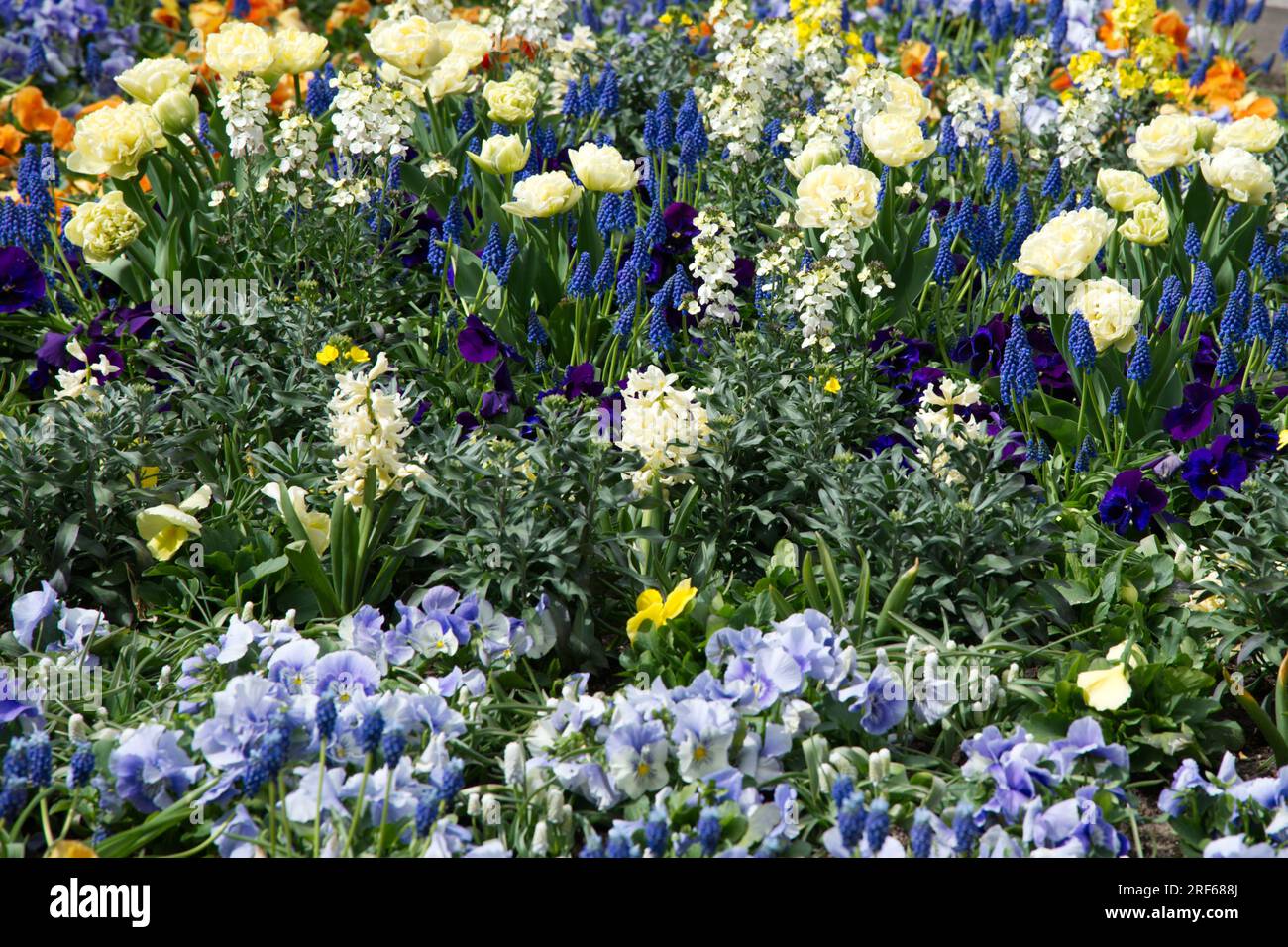 Beautiful and fragrant spring bedding scheme including tulips, muscari, pansies and hyacinths in Helsinki, Finland May Stock Photo