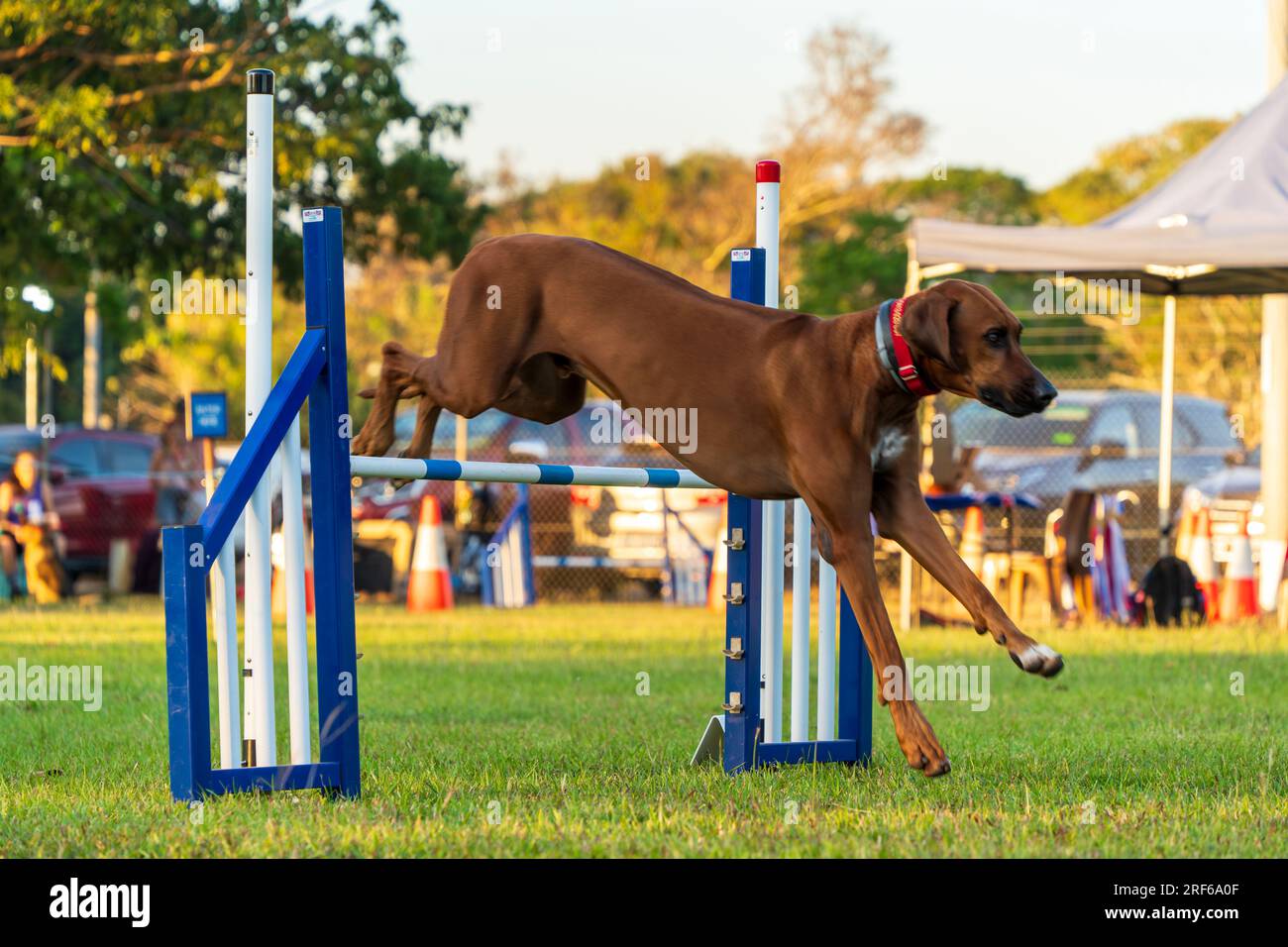 Dog agility competition at the Royal Darwin Show 2023. Northern