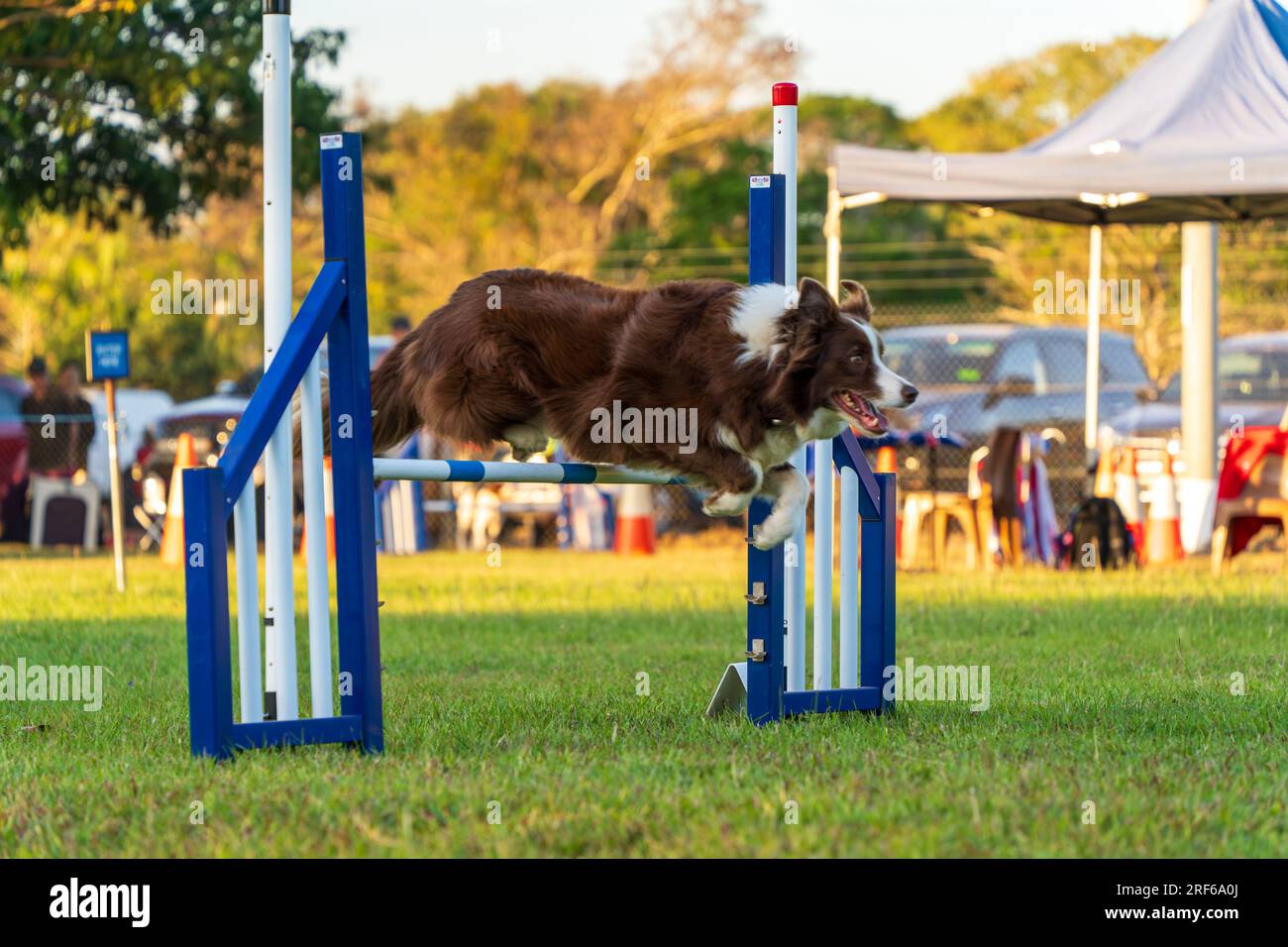 Dog agility competition at the Royal Darwin Show 2023. Northern