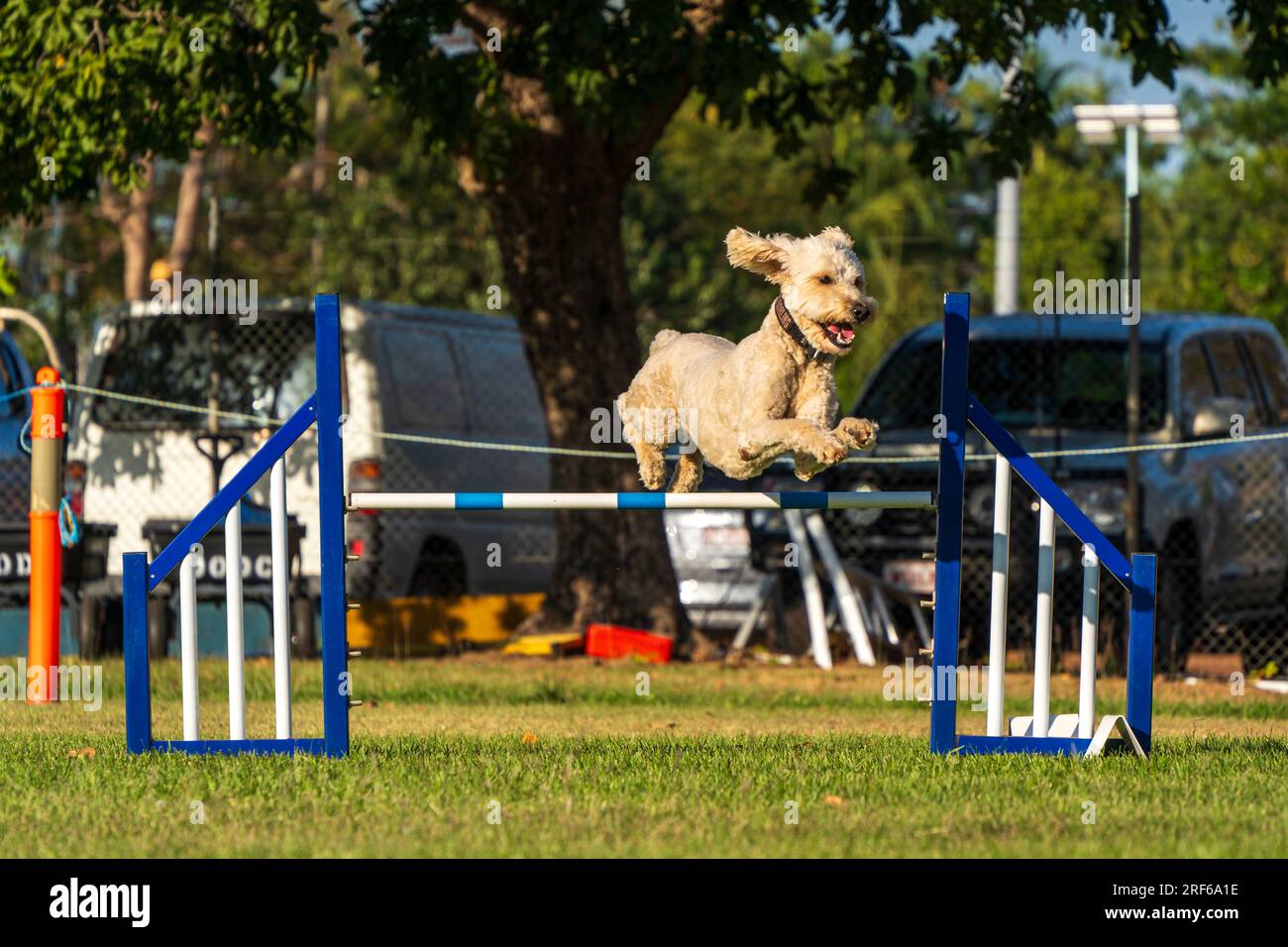 Dog agility competition at the Royal Darwin Show 2023. Northern