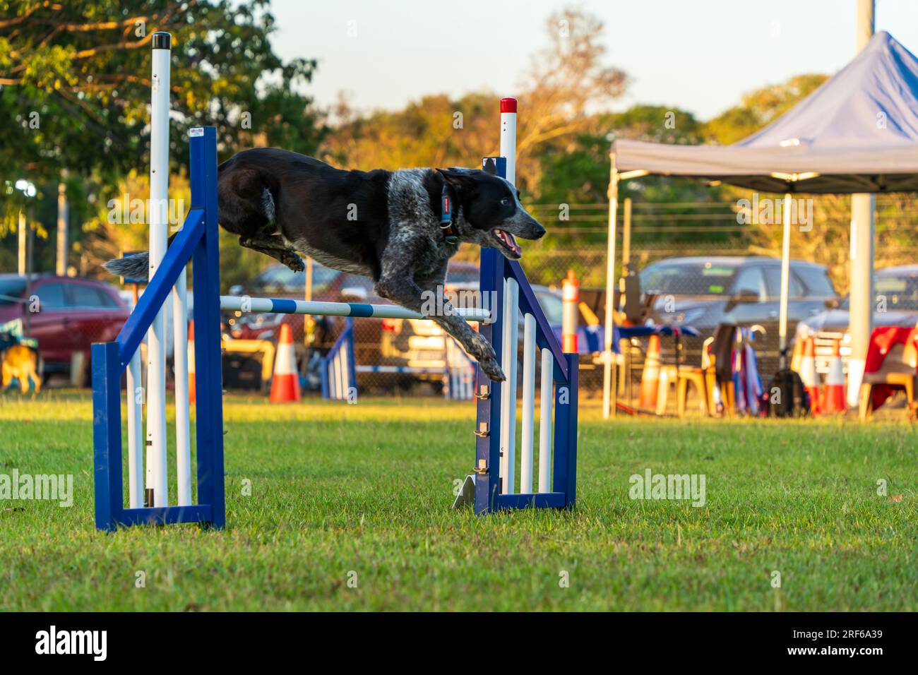 Dog agility competition at the Royal Darwin Show 2023. Northern