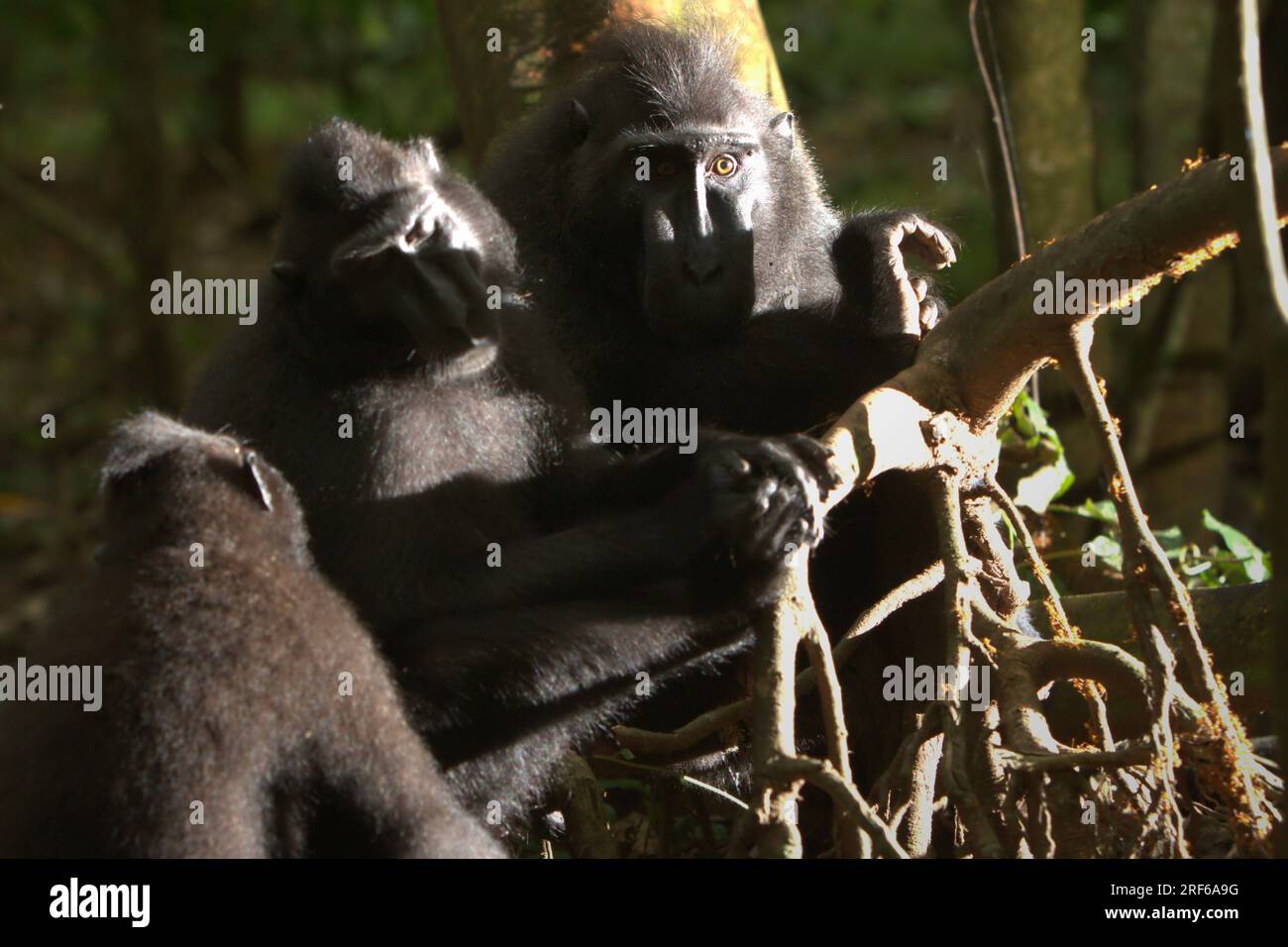 Sulawesi black-crested macaques (Macaca nigra) in Tangkoko Batuangus Nature Reserve, North Sulawesi, Indonesia. The temperature increased in Tangkoko forest, and the overall fruit abundance decreased, according to a team of scientists led by Marine Joly, as published on International Journal of Primatology in July 2023. 'Between 2012 and 2020, temperatures increased by up to 0.2 degree Celsius per year in the forest, and the overall fruit abundance decreased by 1 percent per year,” they wrote. Stock Photo