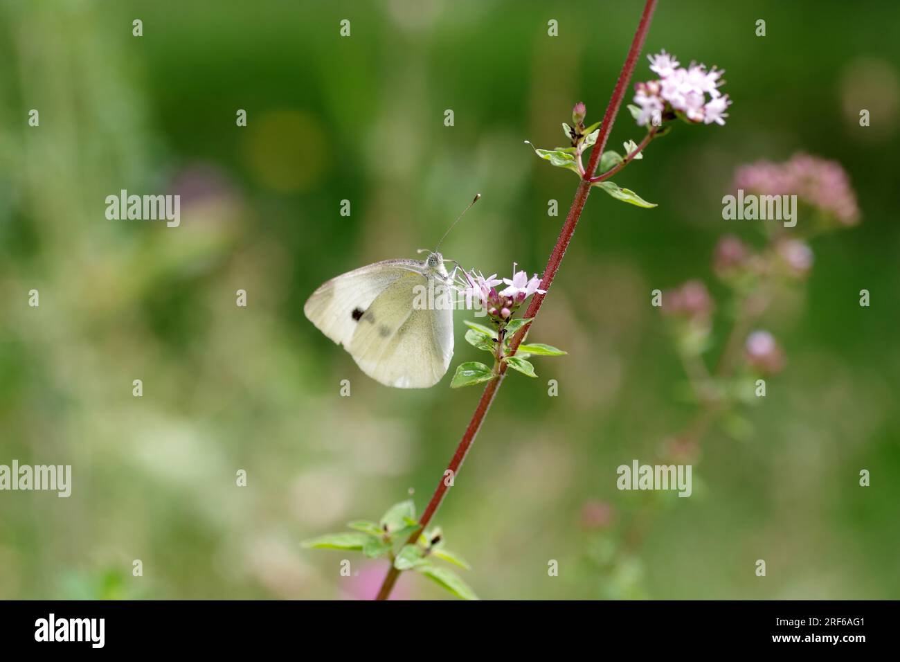 butterfly,small white,butterflies,small whites