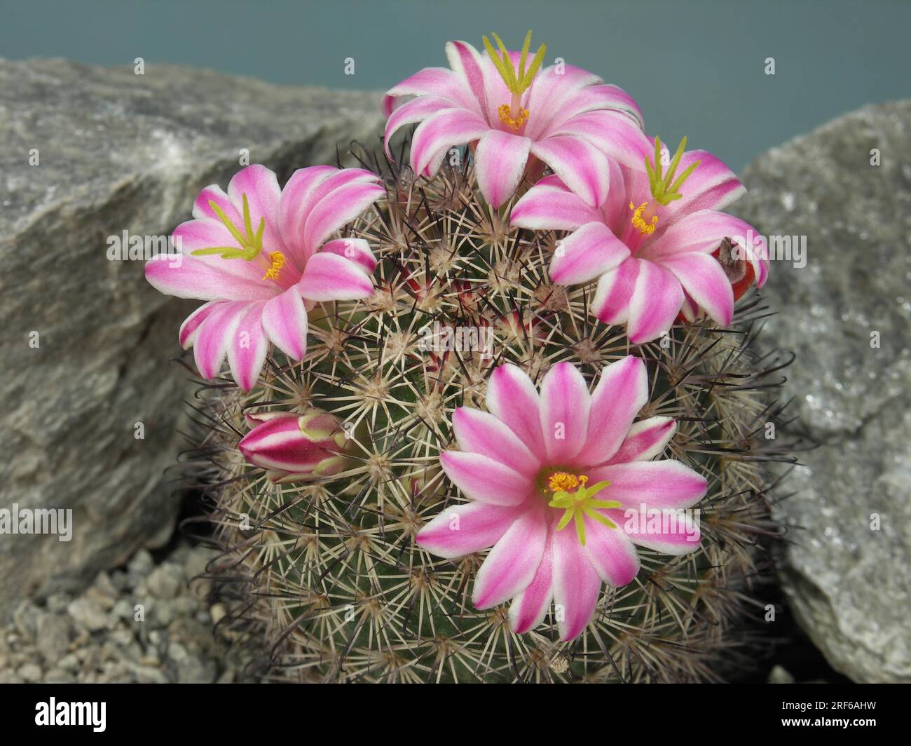 Nipple cactus (Mammillaria) blossfeldiana Stock Photo
