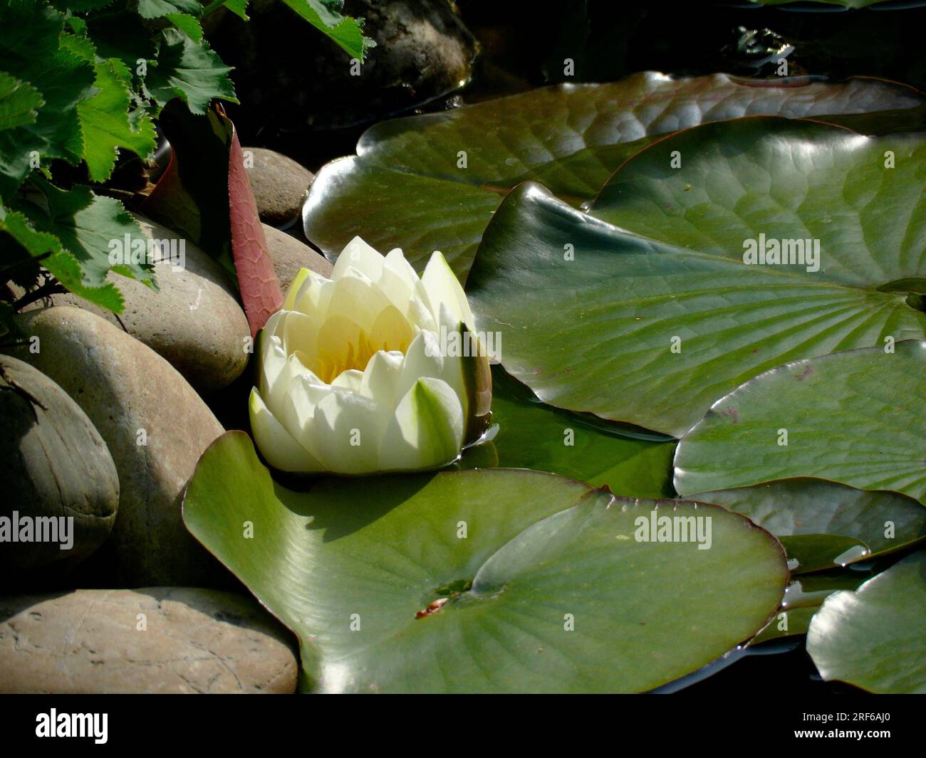 European white water lily (Nymphaea alba) in the garden pond, White water lily Stock Photo