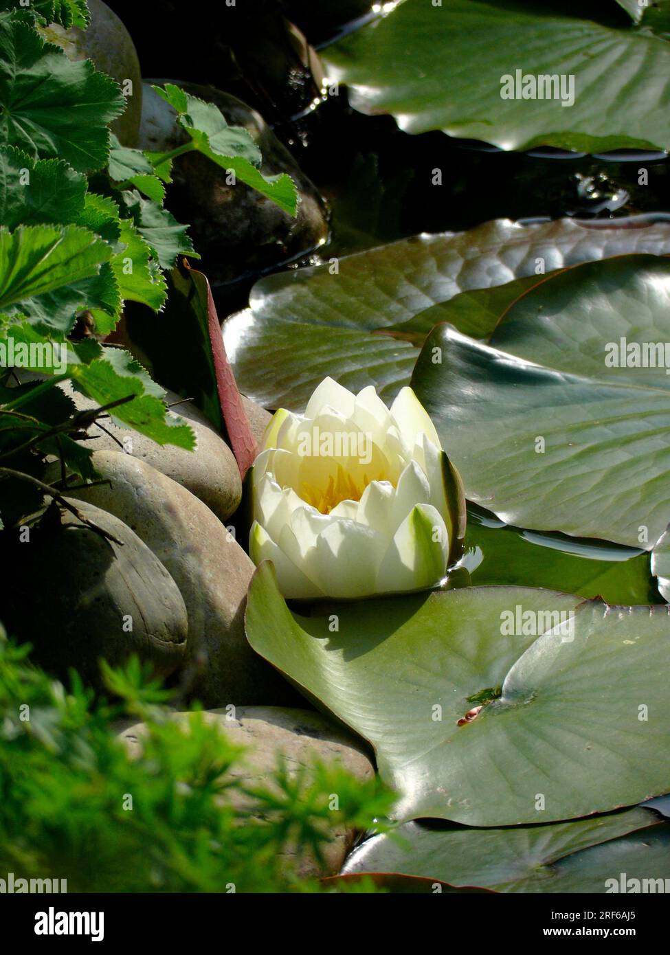 European white water lily (Nymphaea alba) in the garden pond, White water lily Stock Photo